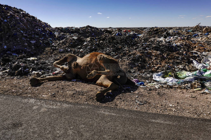 埃及马萨特鲁垃圾被焚烧的沙漠中的公共填埋场图片