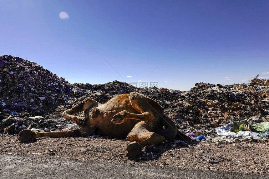 埃及马萨特鲁垃圾被焚烧的沙漠中的公共填埋场图片