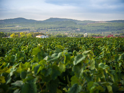 巴塞罗那省西班牙的葡萄园图片