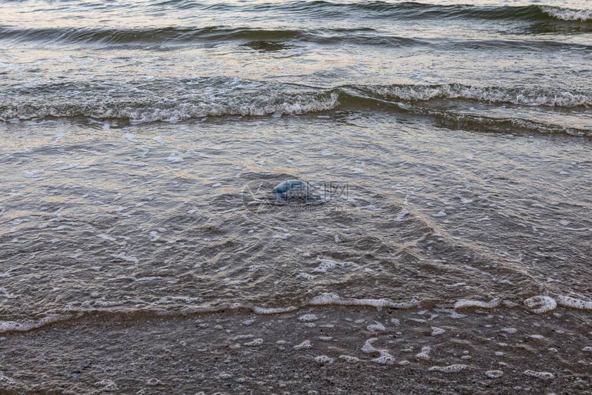 海潮线水母仍留在岸图片