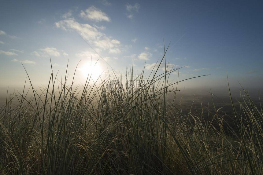 欧洲Marram草或海滩草Ammophilaarearia日出时在薄雾中的荒地前图片