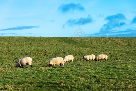 在爱尔兰蒙斯特省克拉雷县的草原图片