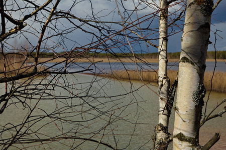 俄罗斯中部湖边的春天白桦树图片