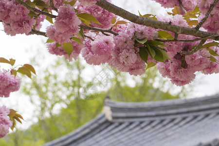 春天的美丽樱花花枝图片