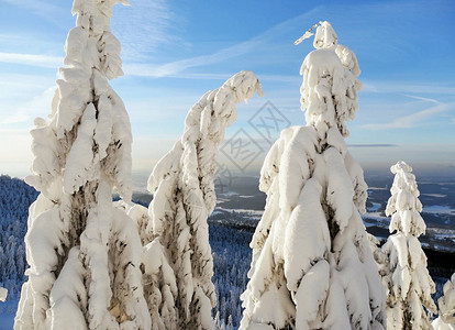 冬天在山上结霜的树抽象的风景图片
