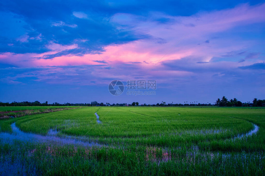 傍晚的稻田和天空图片