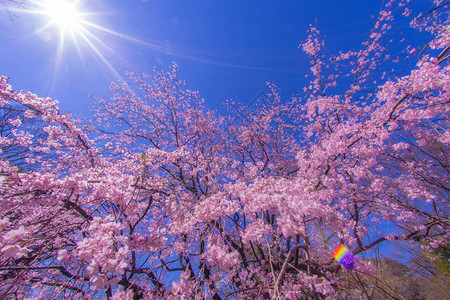 灿烂阳光下盛开的樱花树图片