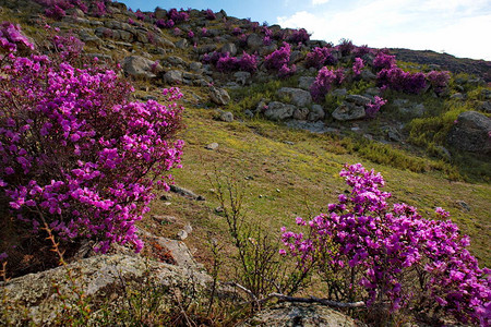 RhododendronLedebourii在Chuya高速公路地区的MaralnikRhododendronLedebouri背景图片