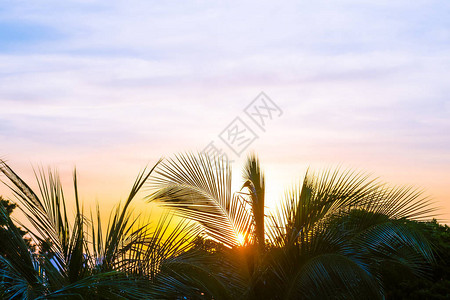 棕榈树天空周围美丽的夕阳图片