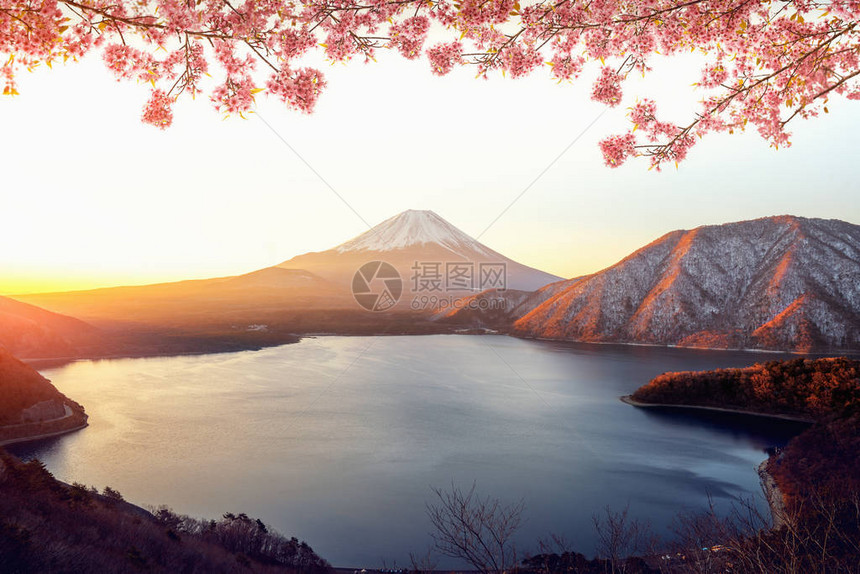 日本东京的藤山和粉红樱花图片
