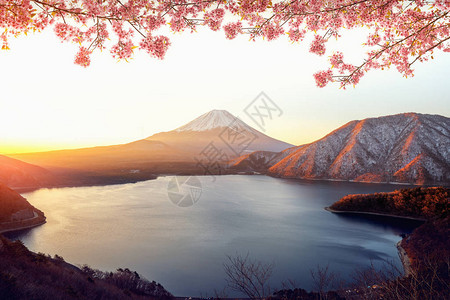 日本东京的藤山和粉红樱花图片