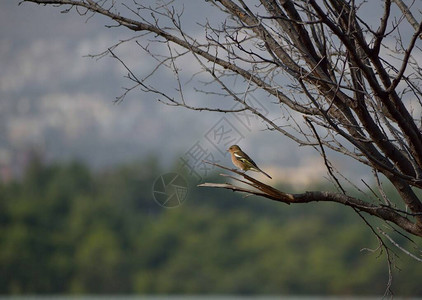 美丽的雀坐在树枝上图片