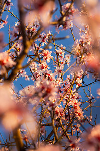 盛开的桃枝映衬着蓝天美丽的春天粉红色背景设计温和大气的框架柔和的焦点和阳光下的粉红色花背景图片