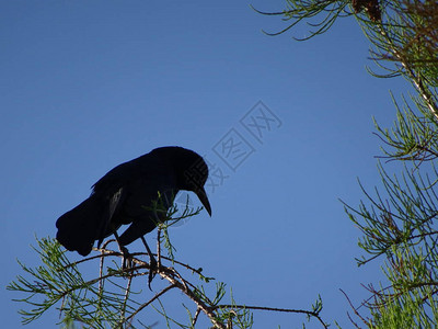 黑鸟在沼泽中涉水图片