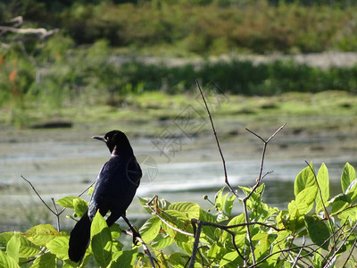 黑鸟在沼泽中涉水图片