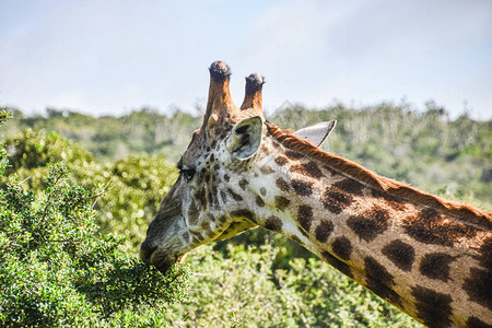 长颈鹿吃东西的耳朵和脖子的侧面图图片