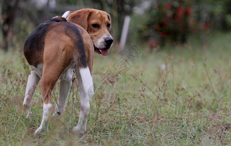 Beagle狗品种出现在康德市的家后院图片