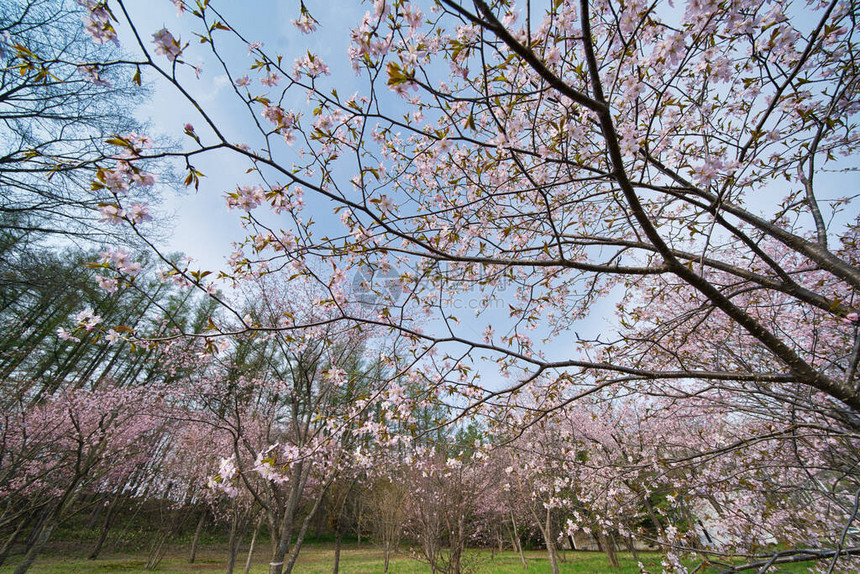 春季里盛放的樱花林图片