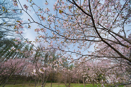 春季里盛放的樱花林图片