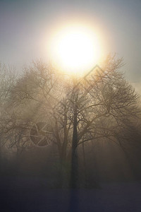 寒冷风暴中的阳光和树背景图片