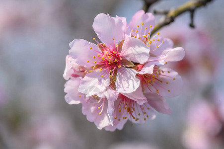 春时盛开的杏仁树枝和粉红色花图片