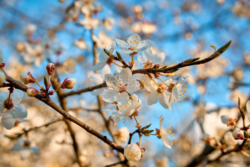 梅花枝春白花梅花开图片