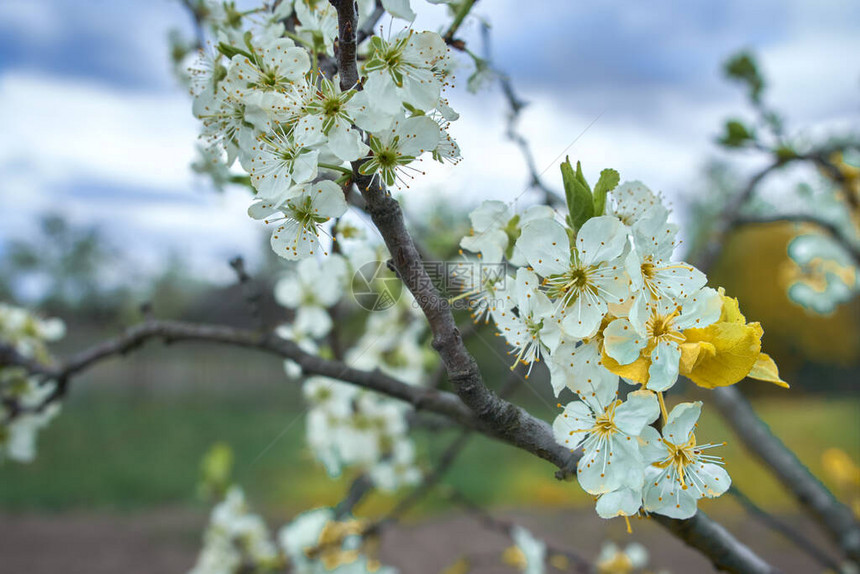 阳光明媚的白天梅花分枝春天的白花图片