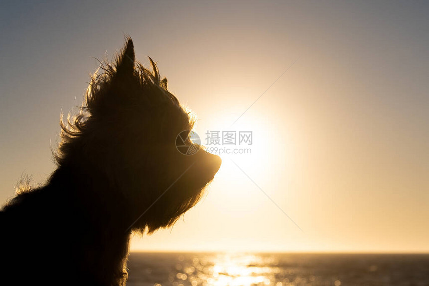 约克郡泰瑞犬在日落的海滩上被抛光了图片