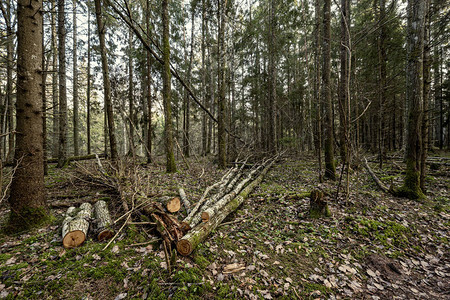 躺在森林里的老干树跺着脚地上的碎木头是fpr鸟图片
