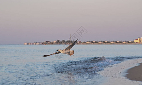 海鸥鸟在海上日落图片