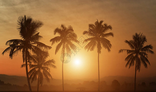 日落背景下棕榈树的剪影图片