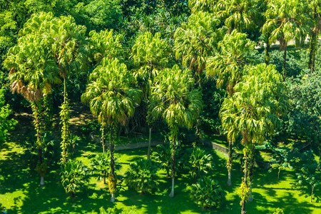 公园里有棕榈树的美丽风景图片