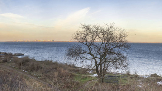 乌克兰敖德萨冬季大海背景下的孤单裸树图片