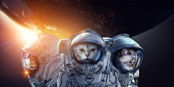 宇航员穿太空服的宠物这种图像的部分由美图片