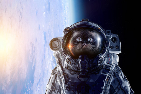 航天飞机穿太空服的宇航员猫这幅图像的部分由美图片
