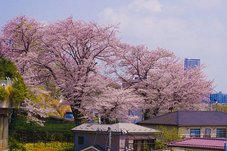 日本横滨的樱花图片