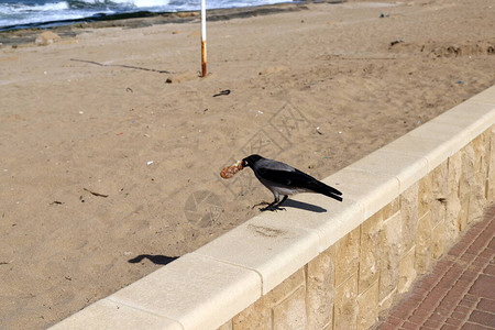 以色列地中海岸的海滩上的乌鸦寻找食物图片