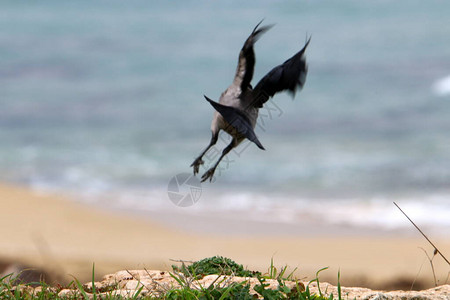 以色列地中海岸的海滩上的乌鸦寻找食物图片