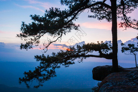 一棵古老的松树生长在冬天黄昏的悬崖上图片