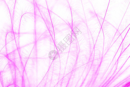 紫色羽纹图片