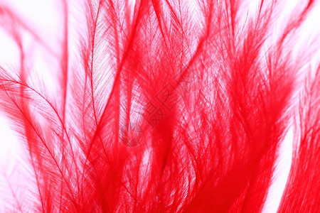 红色羽毛图片