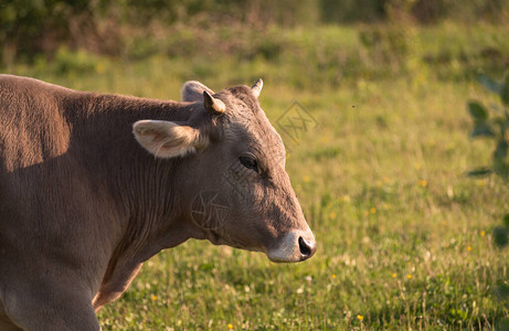 春天山牧场上的牛图片