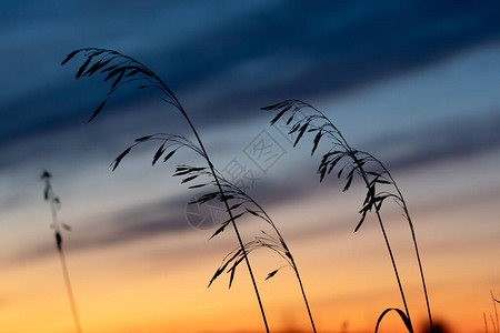 傍晚诸草与夕阳对立诸天和草背景图片