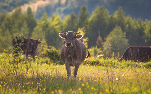 春天山牧场上的牛图片