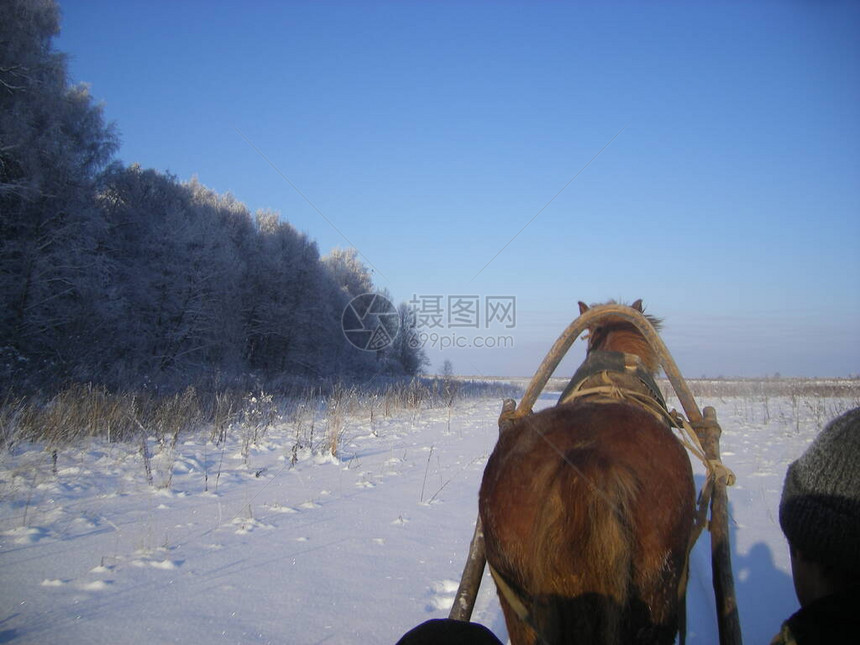 母马背部和尾部的马后视图图片