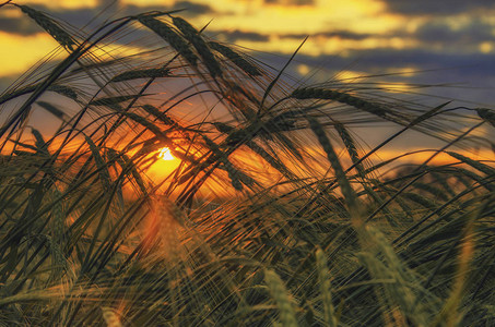 在小麦的日落农业用地图片