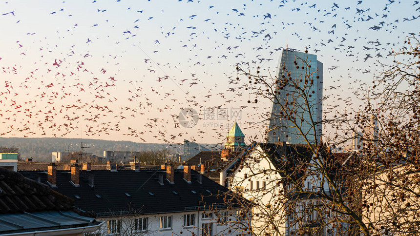 大群燕鸟飞过屋顶和法兰克福的欧洲中后大楼图片
