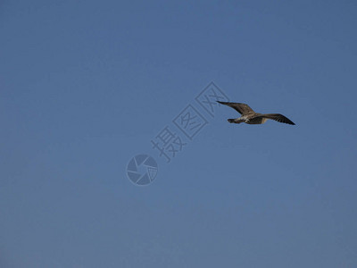 狂野海鸥飞越地中海和悬崖上图片