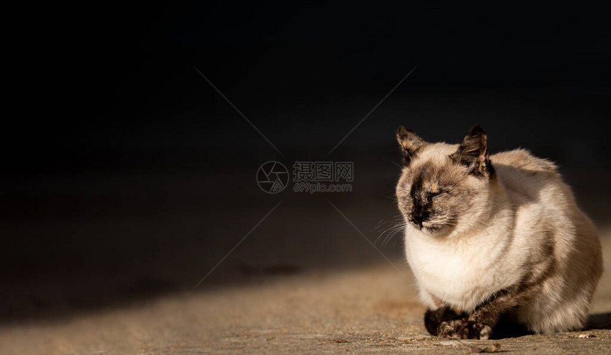 闭着眼睛的西亚姆斯猫爱阳光照图片