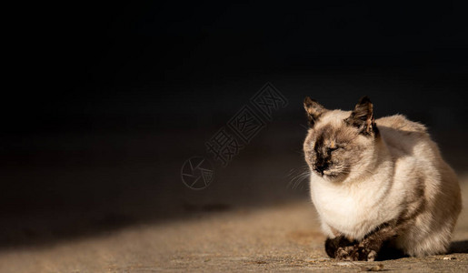 闭着眼睛的西亚姆斯猫爱阳光照背景图片